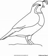 Quail Coloring Pages sketch template