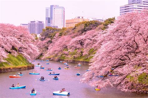 Cherry Blossom Festival 2024 Tokyo - Tanya Tamera