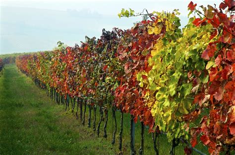 Virginia Wine Trails - Covington Travel