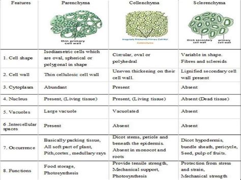 Parenchyma Collenchyma And Sclerenchyma