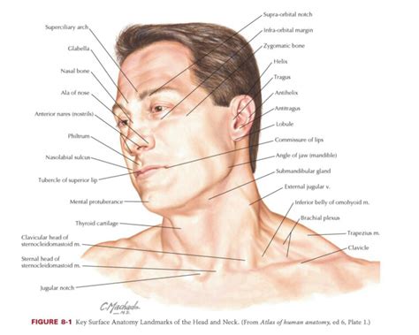 Surface anatomy of the head and neck