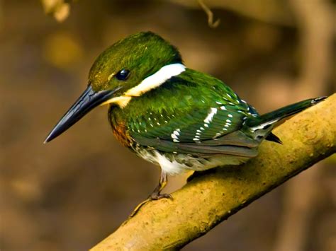 10 Striking Green-colored Birds