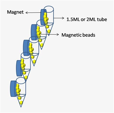 Magnetic Separator - Diagram Transparent PNG - 767x733 - Free Download ...