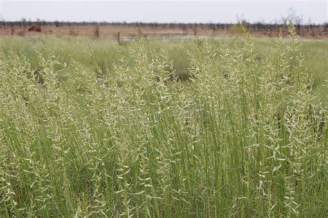 Spinifex Triodia Grass Seeding Seeds Stock Photo - Image of australian, rain: 38337038