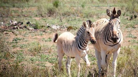 Birth of rare baby quagga celebrated in Somerset West