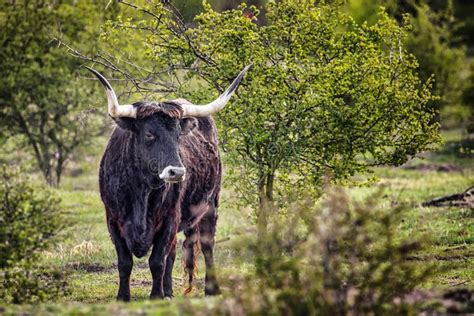 Bull Called Bos Primigenius Stock Image - Image of bull, europe: 187780893