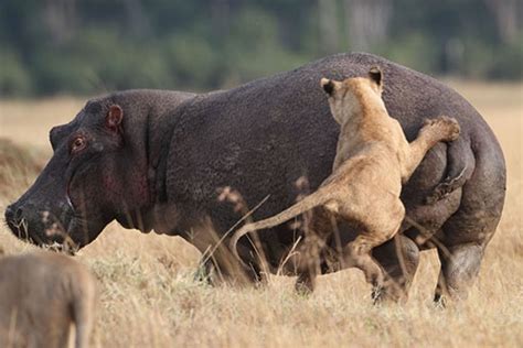 4 Lions vs. 1 Hippo - Rare Battle Caught on Camera