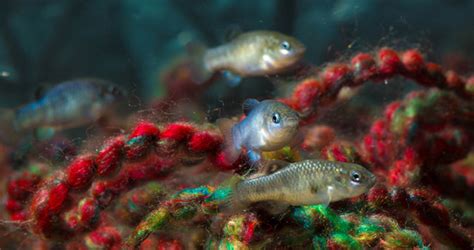 Biologists try to dig endangered pupfish out of its hole | Berkeley