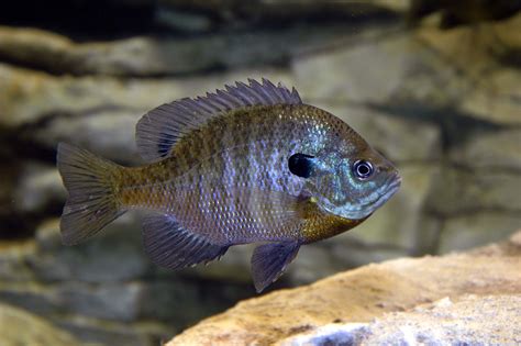 DNR works to provide bigger bluegill in West Virginia waters | WBOY.com