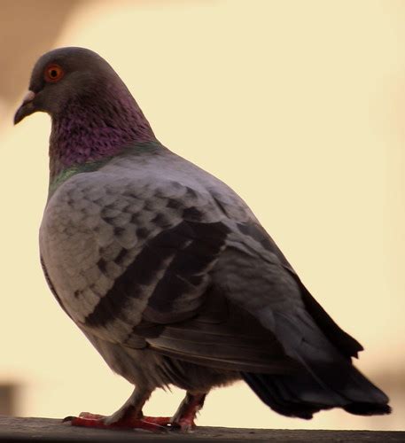 Pombo 5 / Pigeon #5 | Pombo existencialista que visita minha… | Flickr