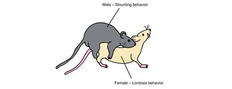 Motivated Behavior: Sexual Behavior – Introduction to Neuroscience