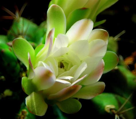 Pin by Sara on Flowers23 | Cactus, Cactus flower, Flowers