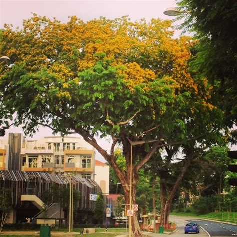 Angsana means royal yellow in Malay. The angsana tree in bloom is truly a very beautiful tree. I ...