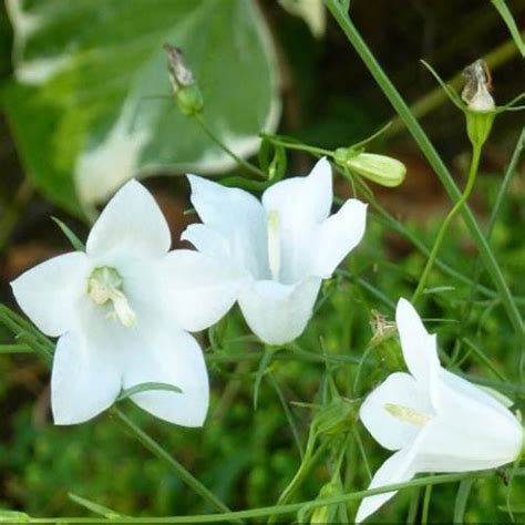 CAMPANULA ROTUNDIFOLIA WHITE GEM SEEDS - Plant World Seeds