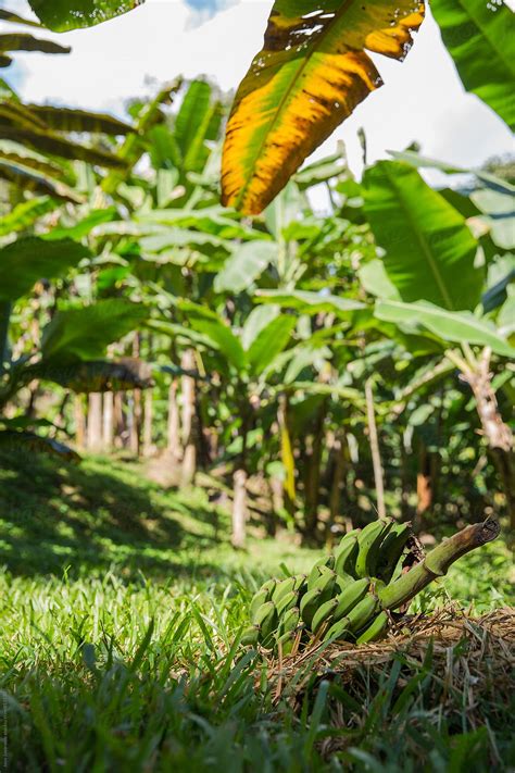 "Banana Plantation" by Stocksy Contributor "Jovo Jovanovic" - Stocksy