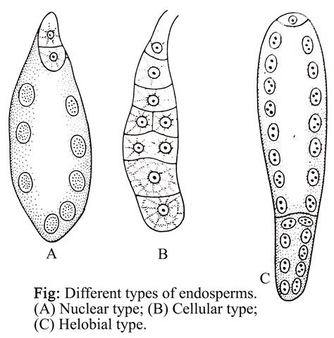 ENDOSPERM