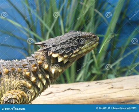 Giant Girdled Lizard Looking Out at the Worl Stock Image - Image of ...