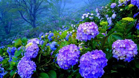 Hydrangea Wallpapers - Wallpaper Cave