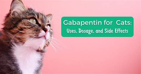 Gabapentin For Cats - I Love Veterinary