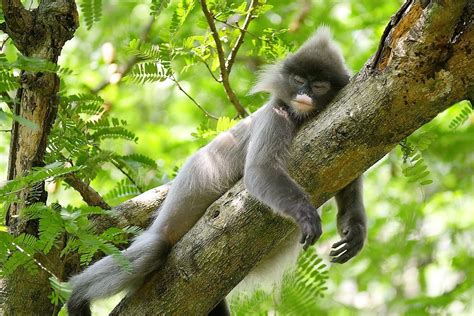 Phayre’s Leaf Monkey, Trachypithecus phayrei | New England Primate Conservancy