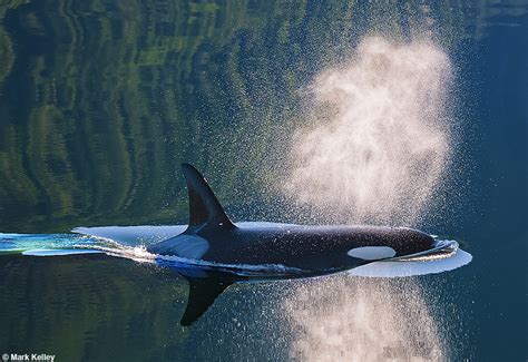 Killer Whale (Orca), Southeast Alaska – Image 2746Mark Kelley | Mark Kelley