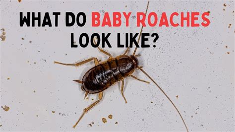 What Does a Baby Cockroach Look Like? Real Examples - YouTube