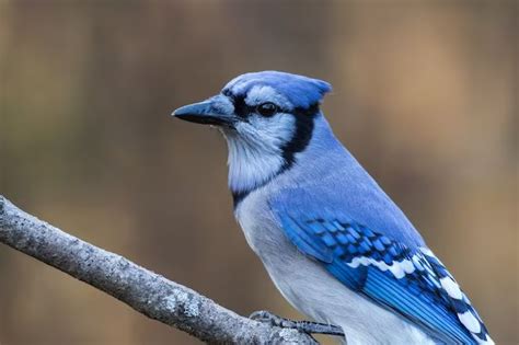 What does a blue jay symbolize? - Birdful