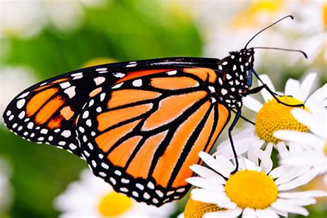 TSSWCB works to restore Monarch butterfly habitat