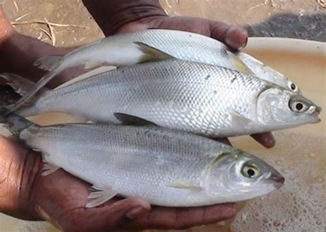 Is Milkfish Good or Bad? Here is the Answer! | Indonesia Milkfish ...