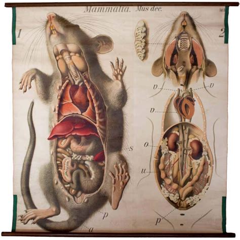 Rat Wall Chart by Paul Pfurtscheller, 1910 | Anatomy art, Anatomy ...