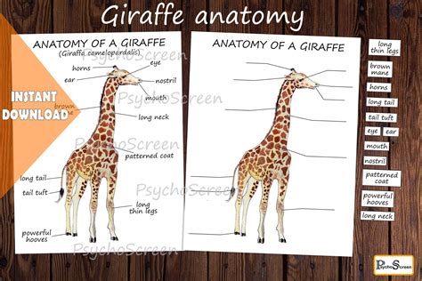 Giraffe Anatomy Body Parts Diagram of a Giraffe Mammals - Etsy