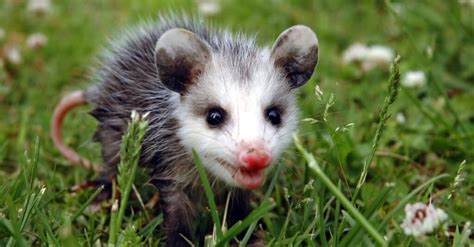 What’s a Baby Opossum is Called & 4 More Amazing Facts! - A-Z Animals