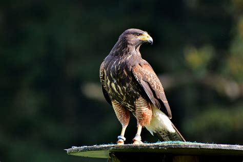 Exotic Species and Hybrids in Falconry | International Association for Falconry and Conservation ...