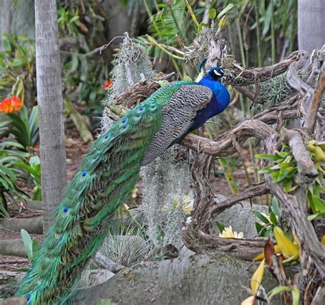 Pictures and information on Indian Peafowl