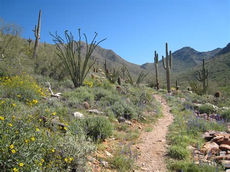 Sonoran Desert Wallpapers - Top Free Sonoran Desert Backgrounds - WallpaperAccess