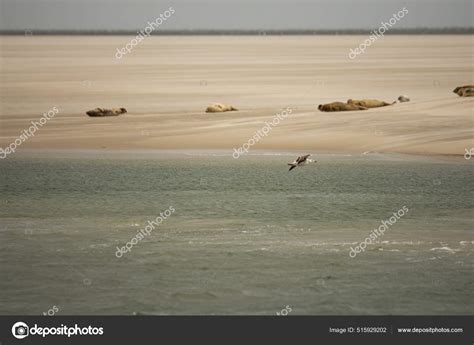 Selective Gull Flying Sandy Beach Seals Stock Photo by ©Wirestock 515929202