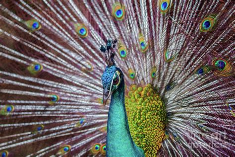 Dancing Indian Peacock Photograph by Awais Yaqub