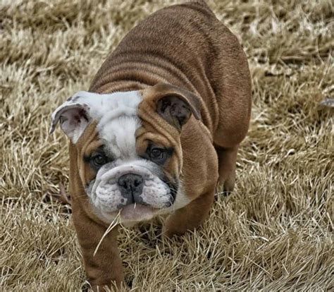 Mini English Bulldog Breed Information - 12 Facts We Bet You Didn’t ...