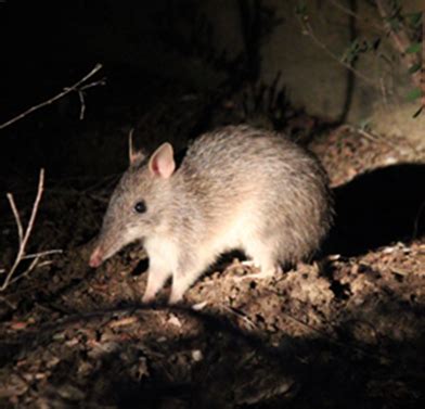 Save Northern Brown Bandicoot | Australian Wildlife Conservancy