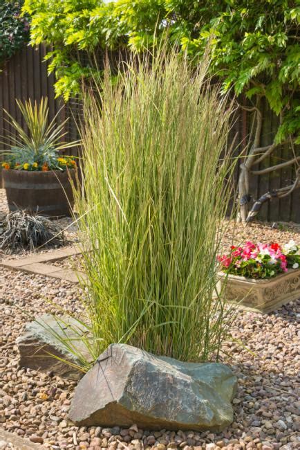 Ornamental Grass Landscape Ideas [Slideshow]