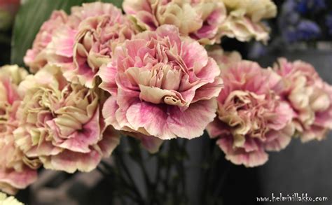 Antique-neilikka/Dianthus Flower Power, Floral Wreath, Growing, Wreaths, Antiques, Rose, Flowers ...