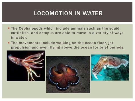 Animal Locomotion Presentation