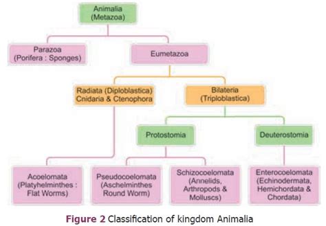 Kingdom Animalia Phylum Cnidaria