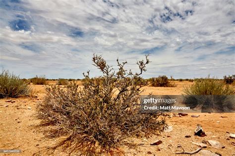 Desert Plants In The Namib Desert Namibia South West Africa High-Res ...