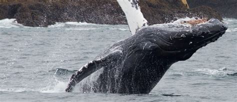 Kenai Fjords National Park | Wildlife & Glacier Cruiess | AlaskaTravel.com