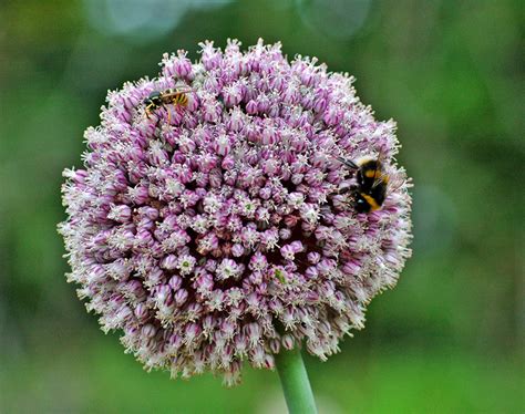 Growing Leeks: The Complete Guide to Plant, Grow, and Harvest Leeks