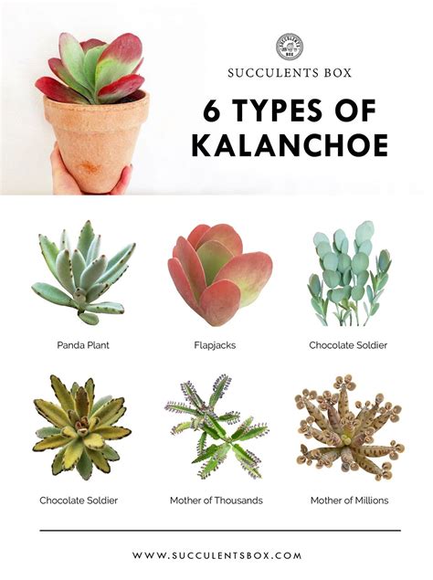 Popular types of Kalanchoe | Types of succulents, Cactus plants, Succulent gardening