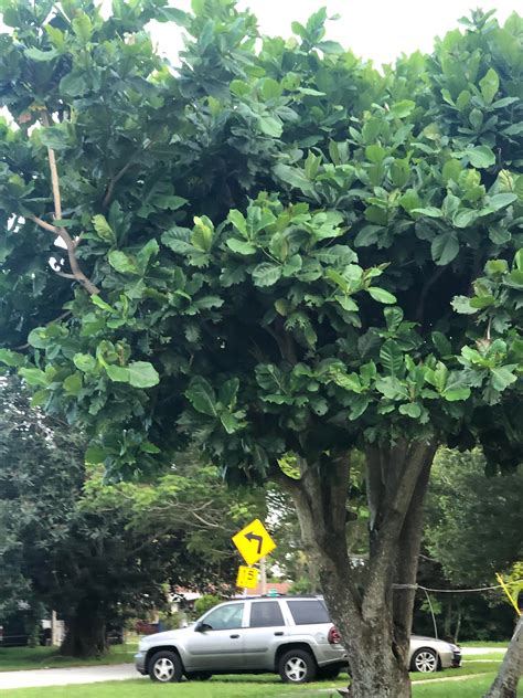 Is this a Fiddle leaf fig tree? Located in South Florida : r/PlantIdentification