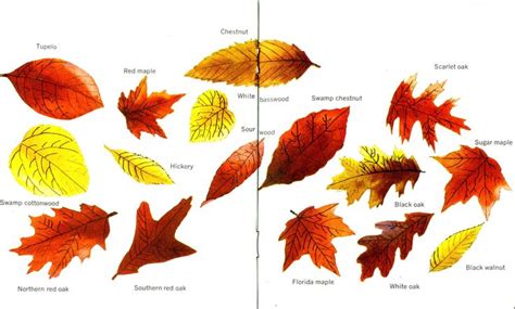 Illustration from A Leaf Tour Through Georgia | Tree identification, Illustration, Tree