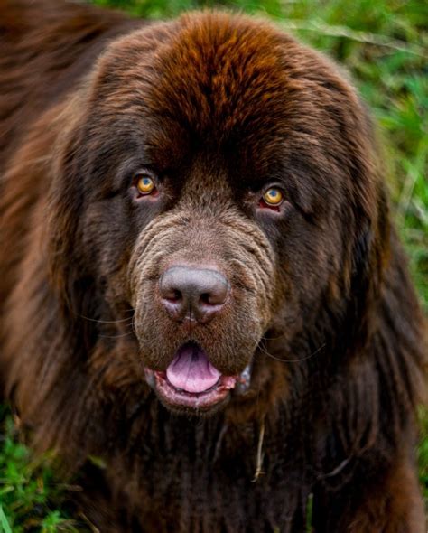 15 Amazing Facts About Newfoundland Dogs You Probably Never Knew ...